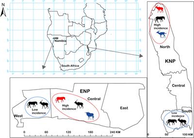 Immunological Evidence of Variation in Exposure and Immune Response to Bacillus anthracis in Herbivores of Kruger and Etosha National Parks